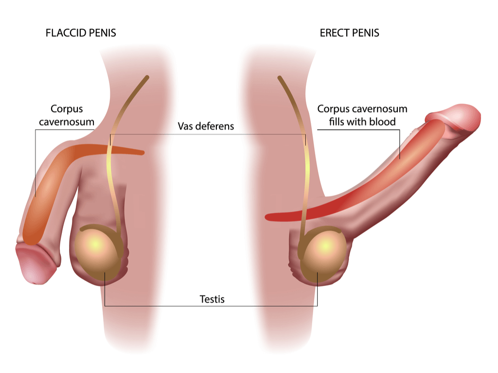 Why Can I Only Get Semi Erect Penis?